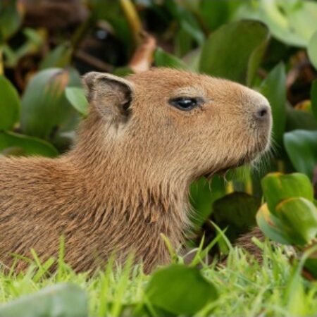 Profilbild för Capybara